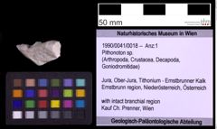 Foto (Objekt + Etiketten) von Pithonoton sp. (NHMW-GEO-1990-0041-0018)